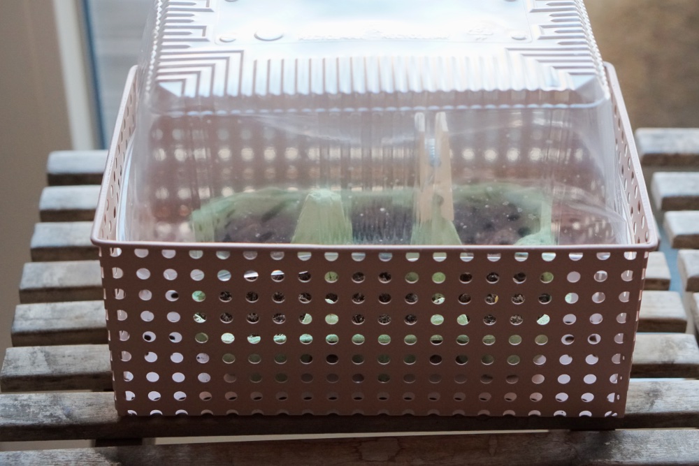 urban gardening anzucht 8