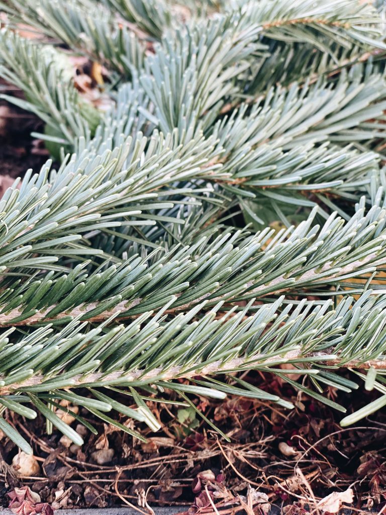 Frostschutz aus Tannenzweigen vom Weihnachtsbaum