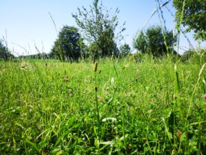 Hausmittel für Insektenstiche